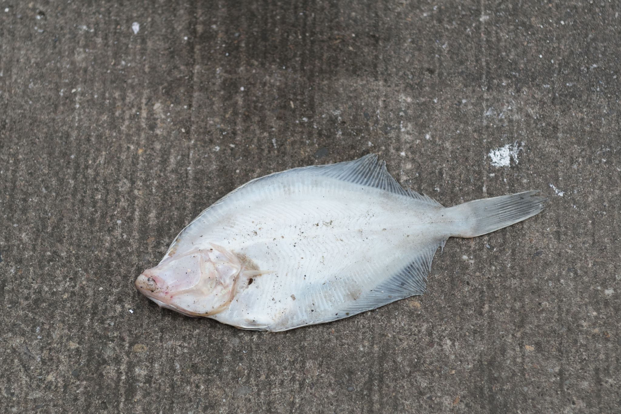 20230304   Fotoshoot IJmuiden   019